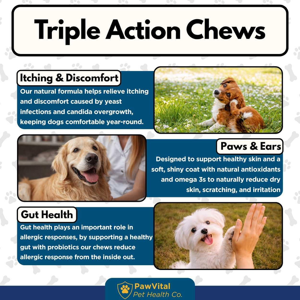 PawVital escena de vida diaria: premio durante paseo que integra cuidado rutinario