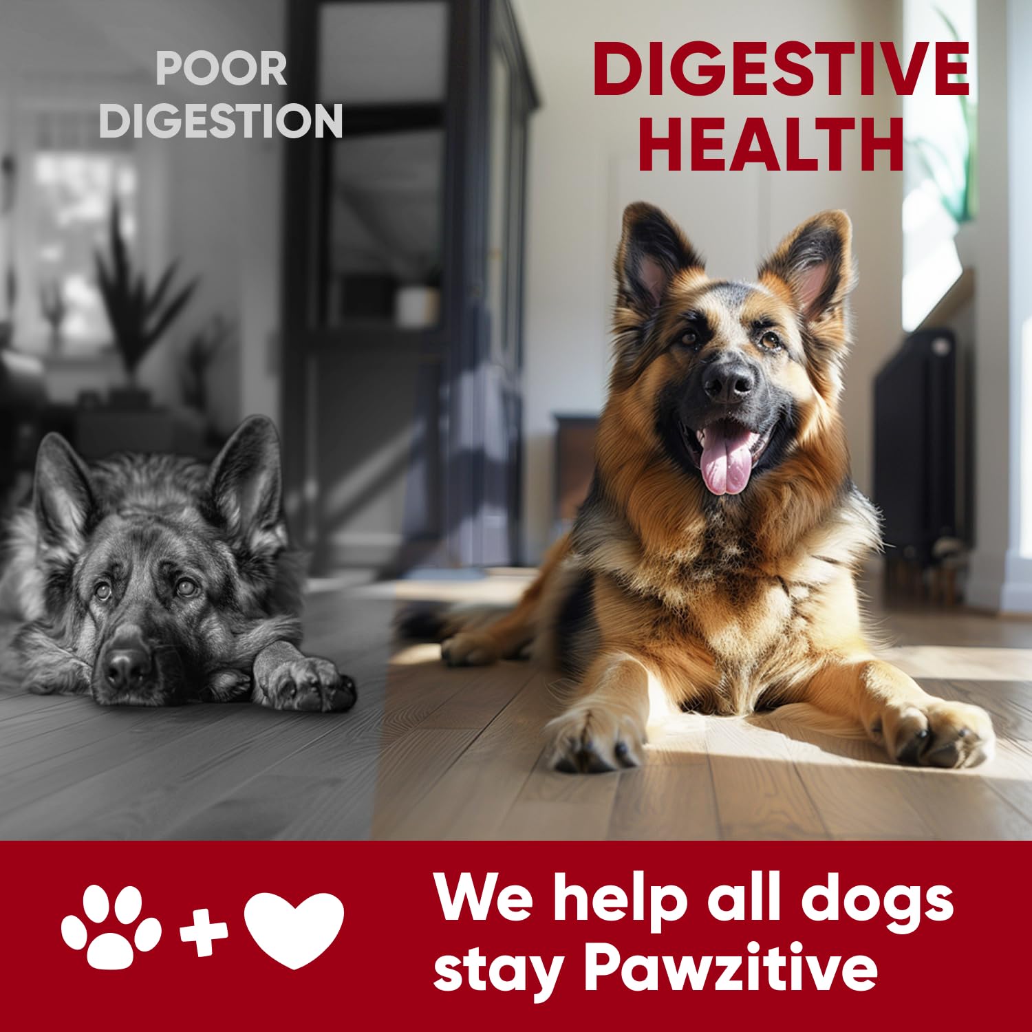 Pawzitive Pets etiqueta nutricional clara mostrando información de cepas y dosis