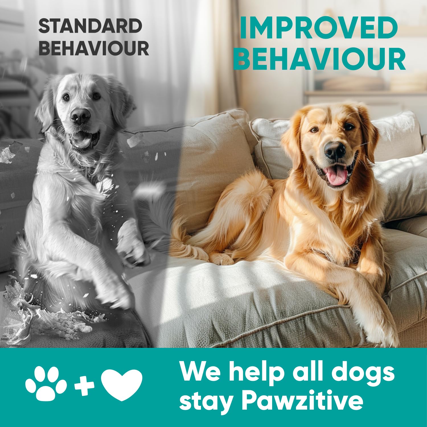 Pawzitive Pets perro relajado en hogar tras recibir las golosinas calmantes