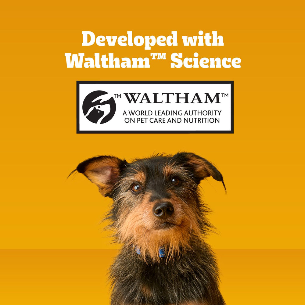 Pedigree perro grande masticando Dentastix sabor pollo para higiene oral