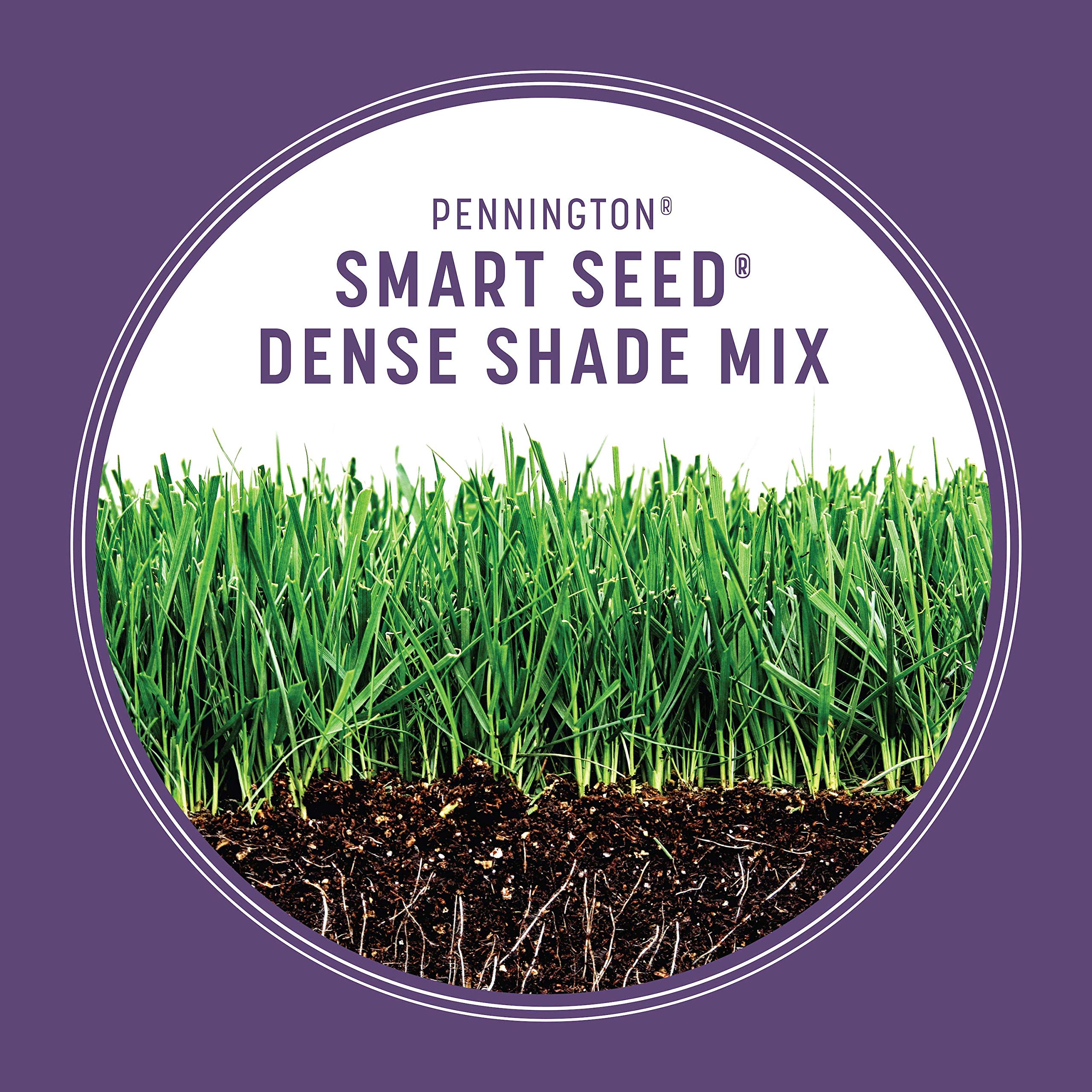 Shady lawn with dense turf from Pennington seed showing improved coverage