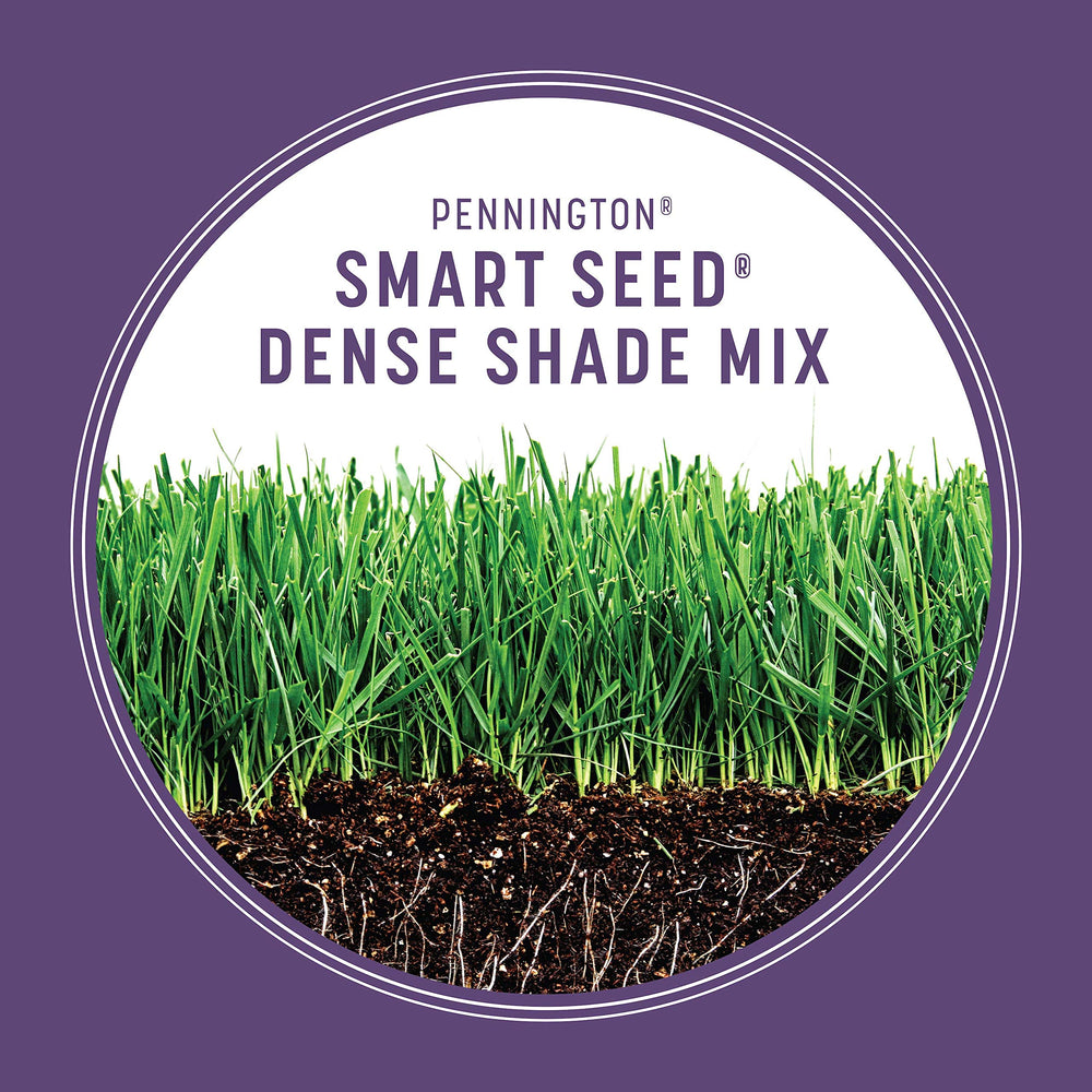 Shady lawn with dense turf from Pennington seed showing improved coverage