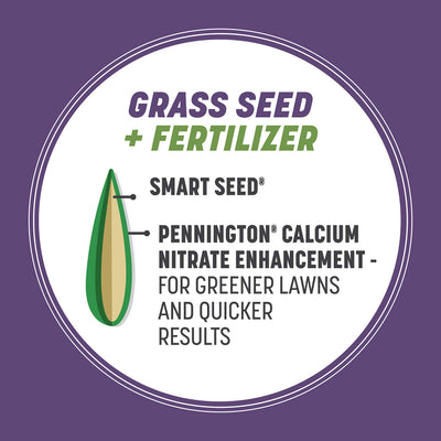 New Pennington seedlings sprouting showing quick establishment benefit