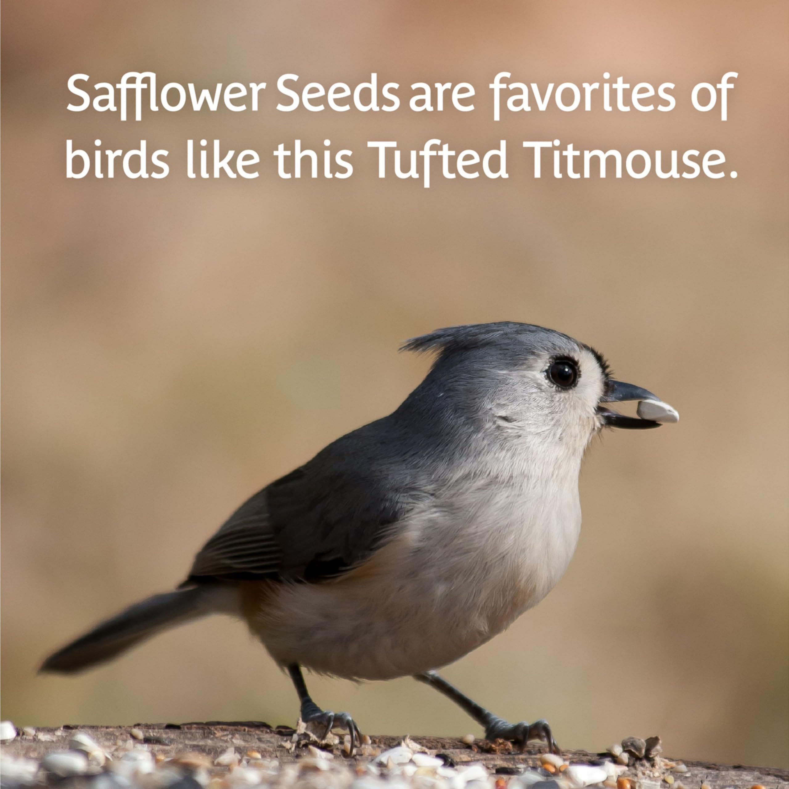 Pennington safflower attracting cardinals and chickadees demonstrating effective results