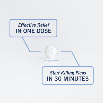 PetArmor CAPACTION open pack with six doses showing ready-to-use convenience