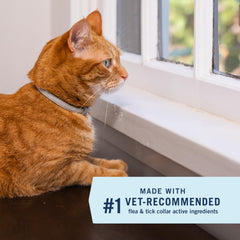 PetArmor collar puesto en gato demostrando comodidad y protección