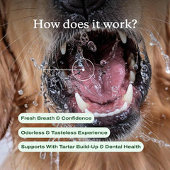 PetLab Co. aditivo en el cuenco de agua beneficiando la higiene oral