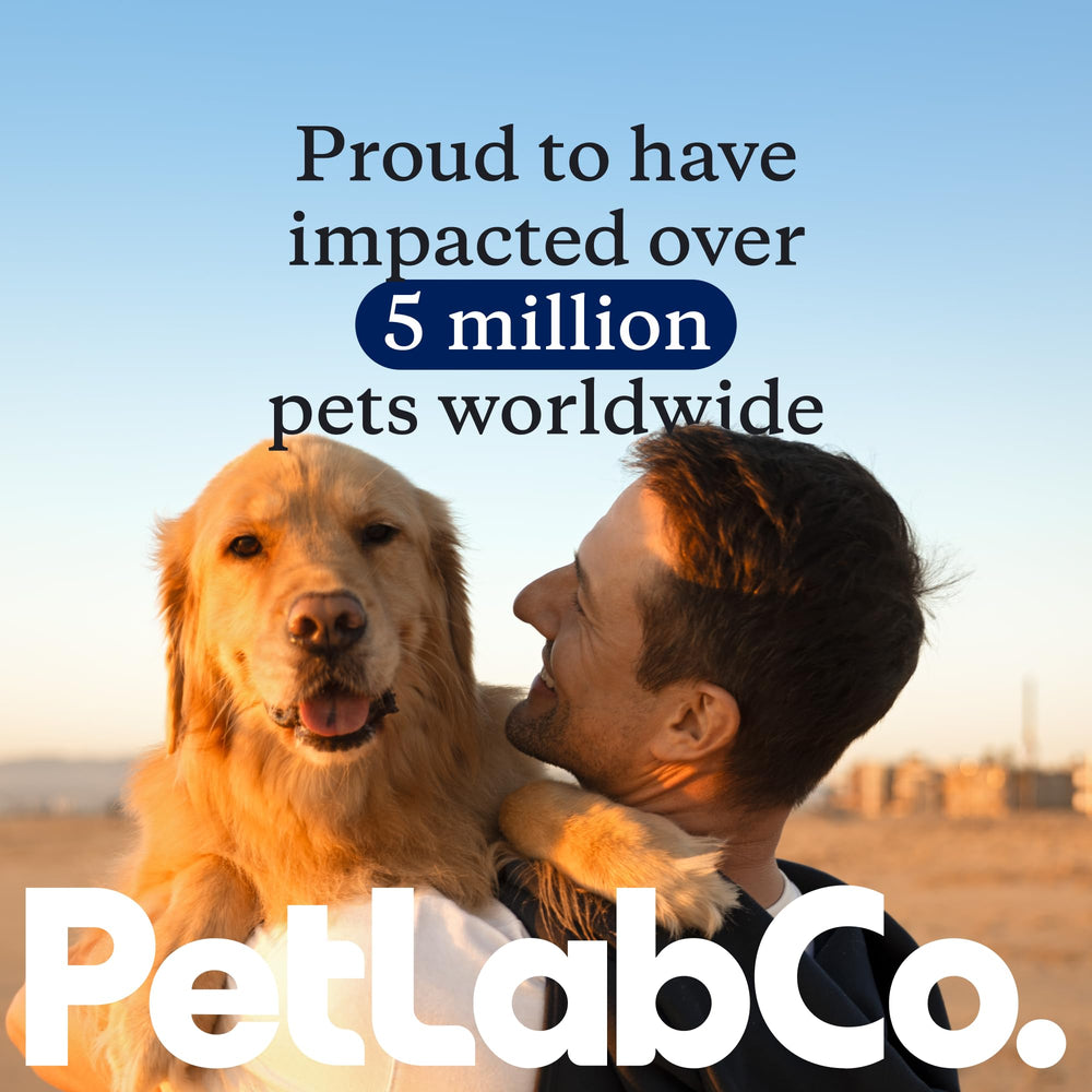PetLab Co. perro feliz en ambiente doméstico tras uso, sugiriendo confort cutáneo