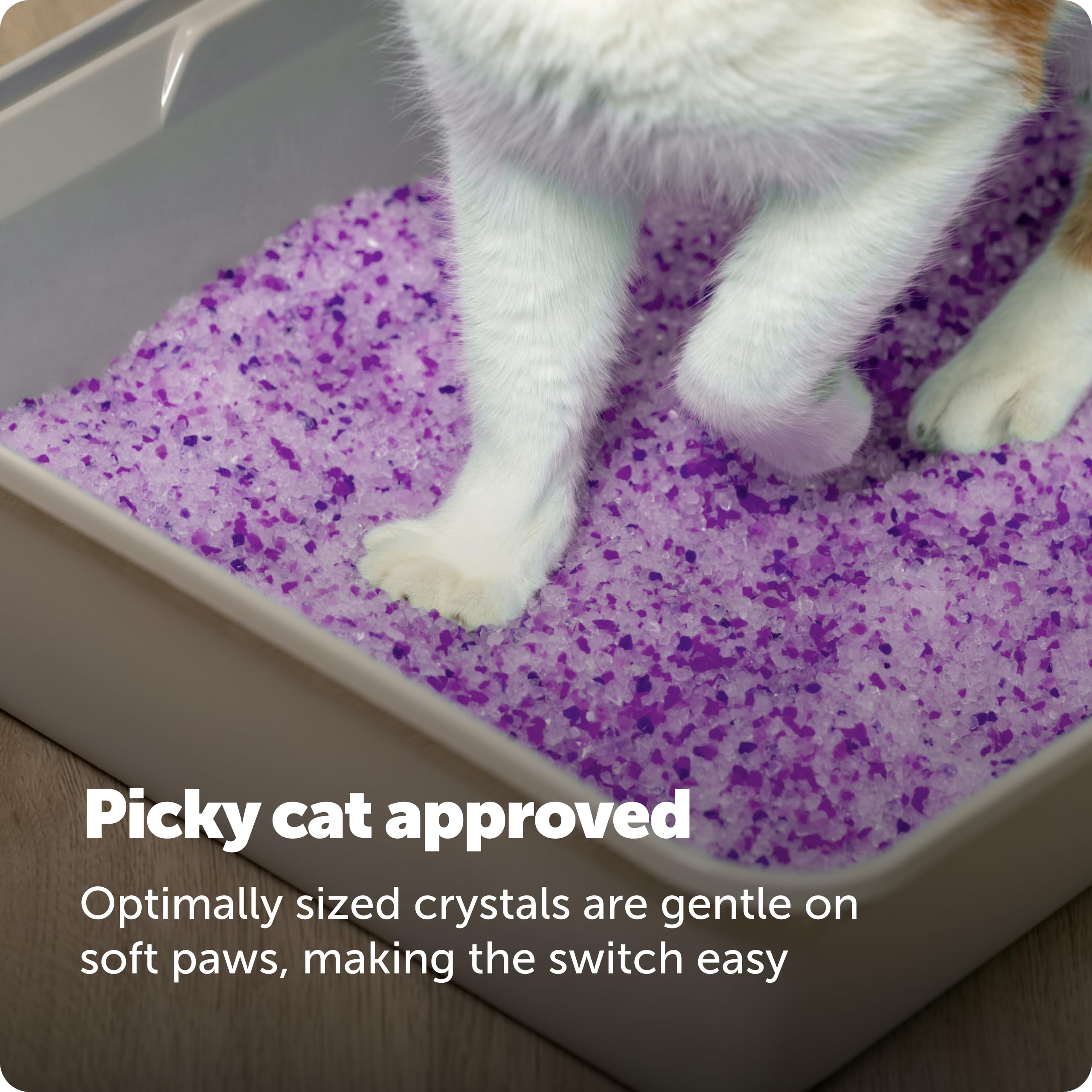 PetSafe gato entrando en bandeja con arena, comodidad y baja producción de polvo