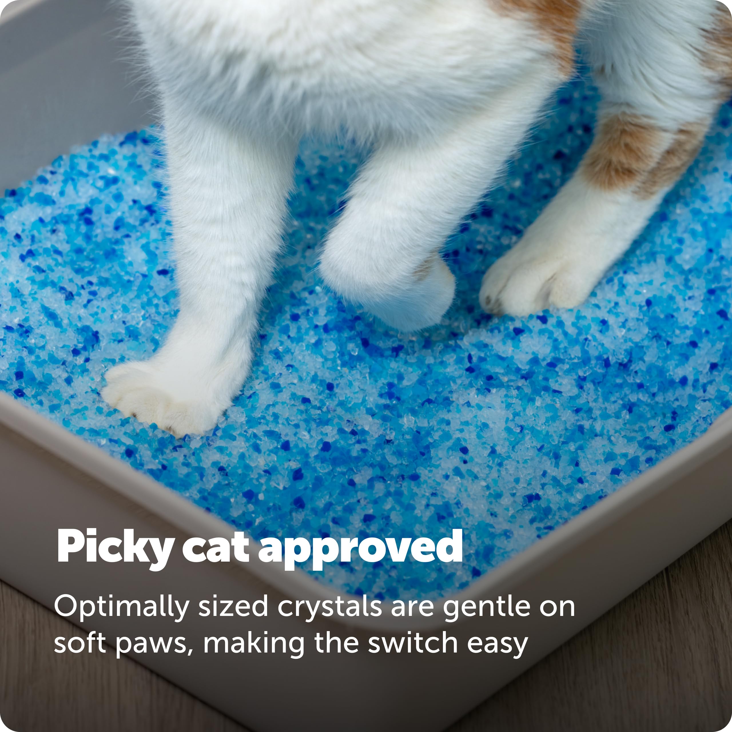 PetSafe escena doméstica con gato usando la bandeja para ambiente limpio