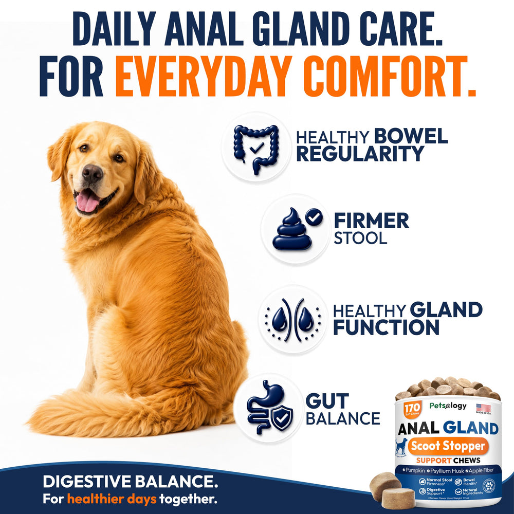 Perro aceptando masticable Petsology, mejora del confort y captura del momento