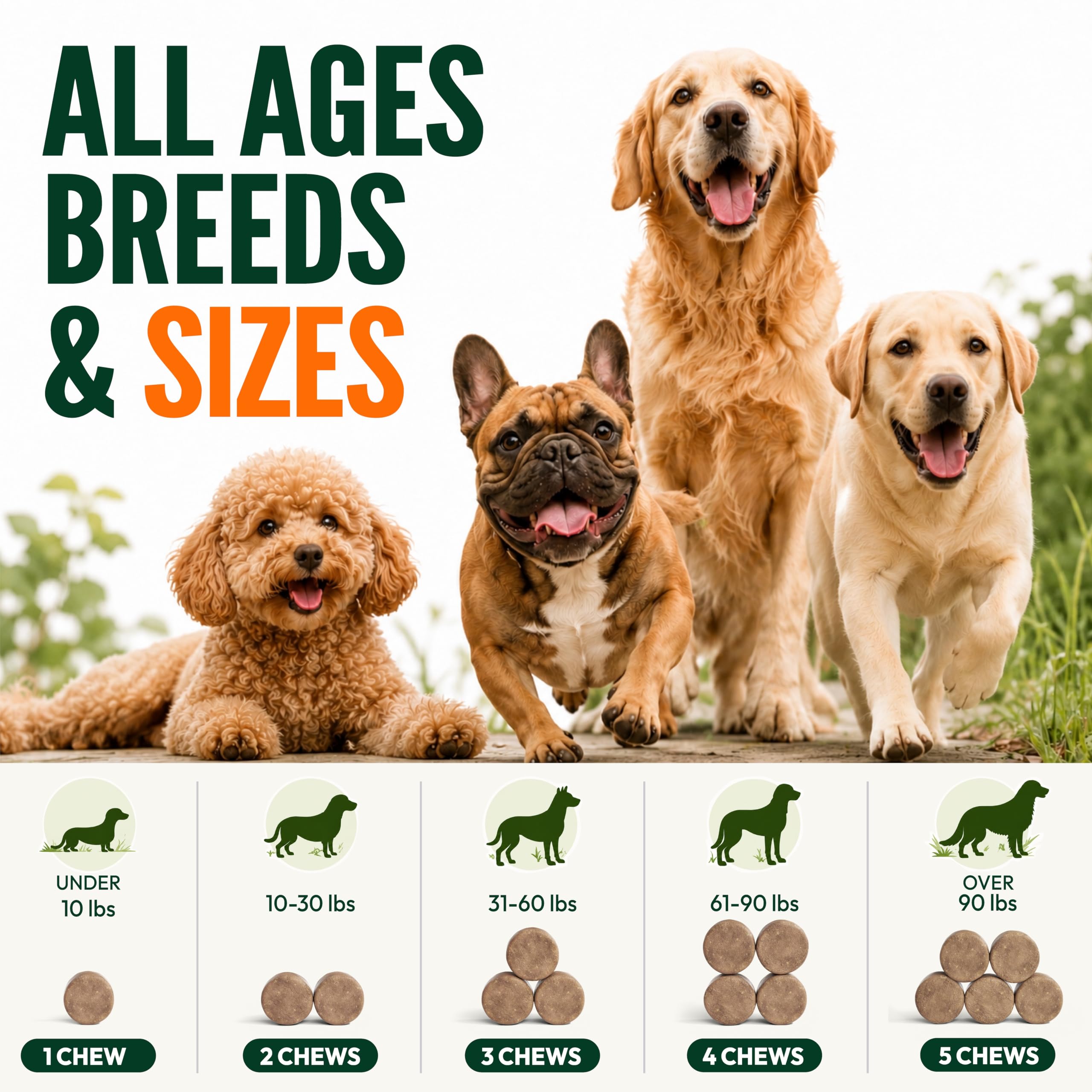 Petsology perro saludable en primer plano mostrando bienestar general