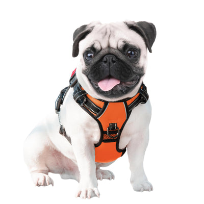 PHOEPET comparación de talla en perro grande muestra ajuste y cobertura apropiada