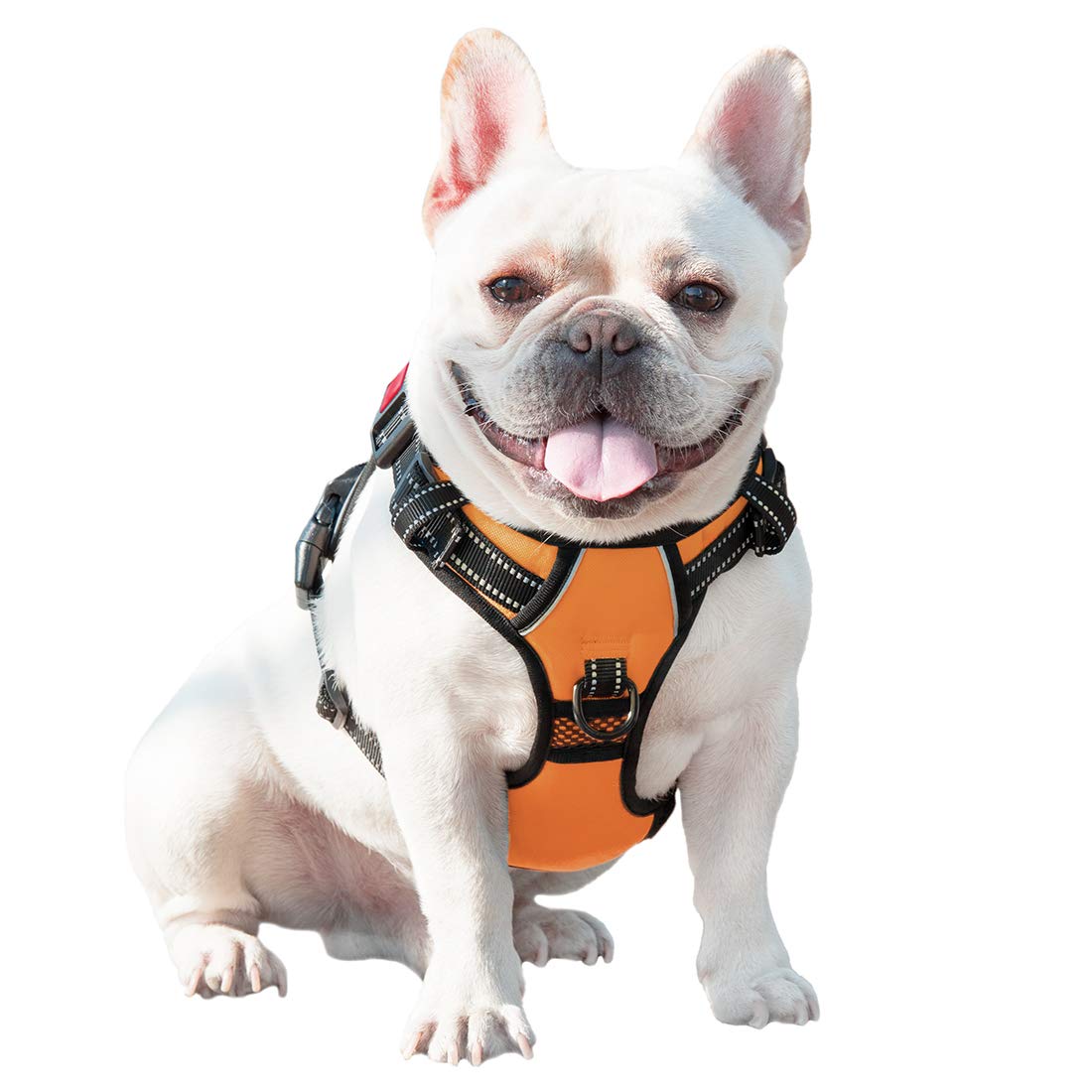 PHOEPET etiqueta con tallas y materiales para información del comprador