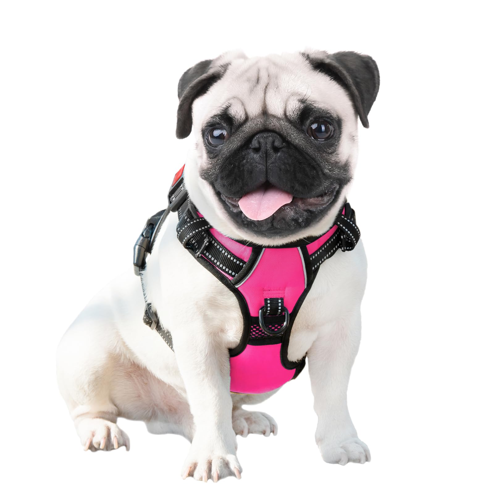 PHOEPET comparación de tamaño con regla para elegir talla correcta