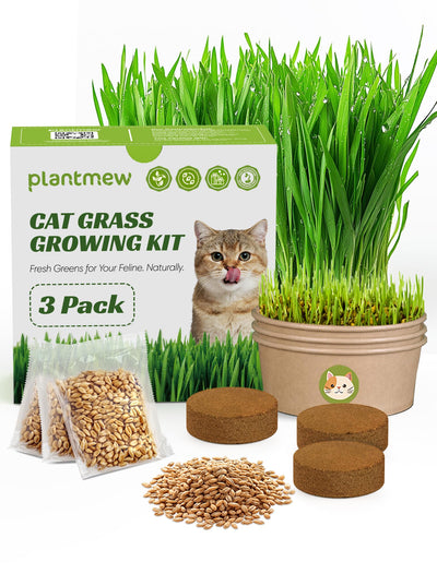 PLANTMEW paquete frontal con tres macetas biodegradables y transparencia del contenido