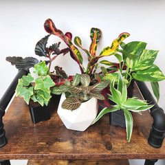 Plants for Pets conjunto decorativo en escritorio que mejora el ambiente laboral