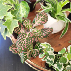 Plants for Pets primer plano de hojas mostrando textura y salud de la planta