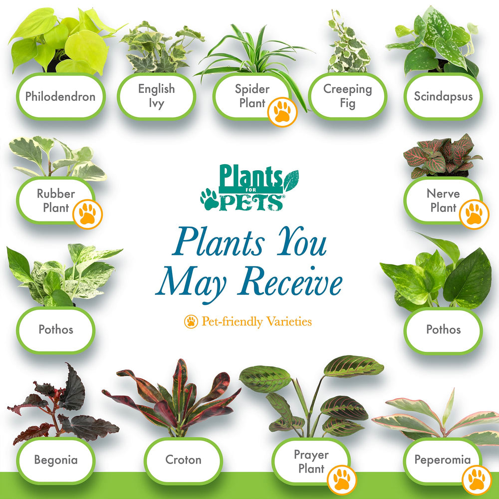 Plants for Pets embalaje protector mostrando seguridad en el envío y llegada sana