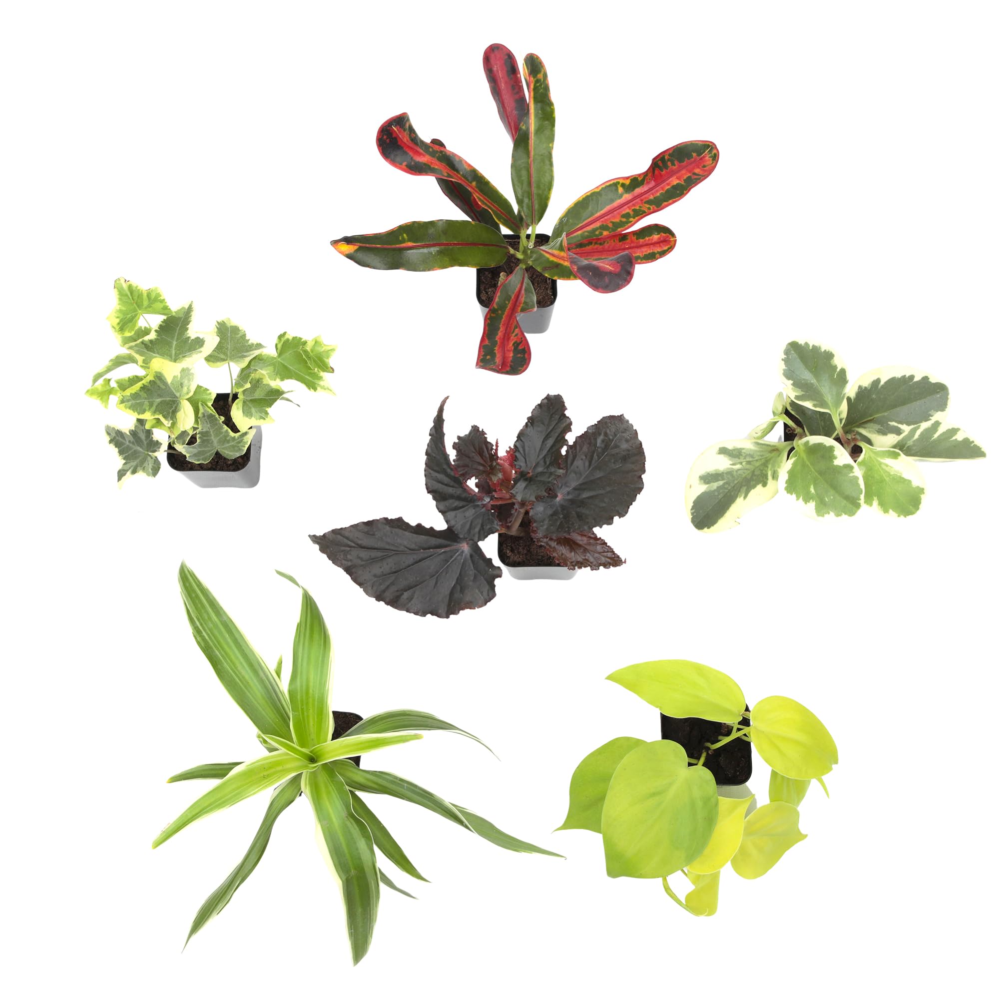 Plants for Pets comparación de escala con una mano para visualizar tamaño compacto