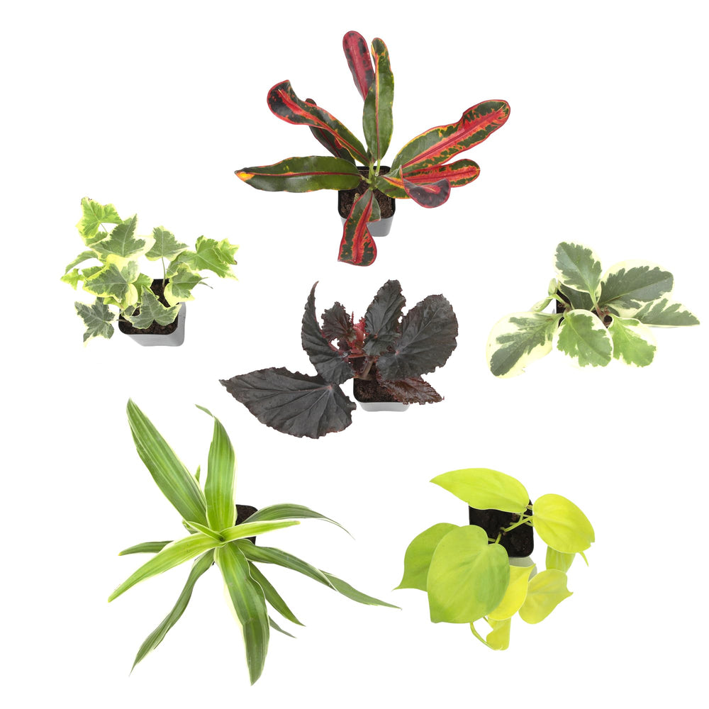 Plants for Pets comparación de escala con una mano para visualizar tamaño compacto