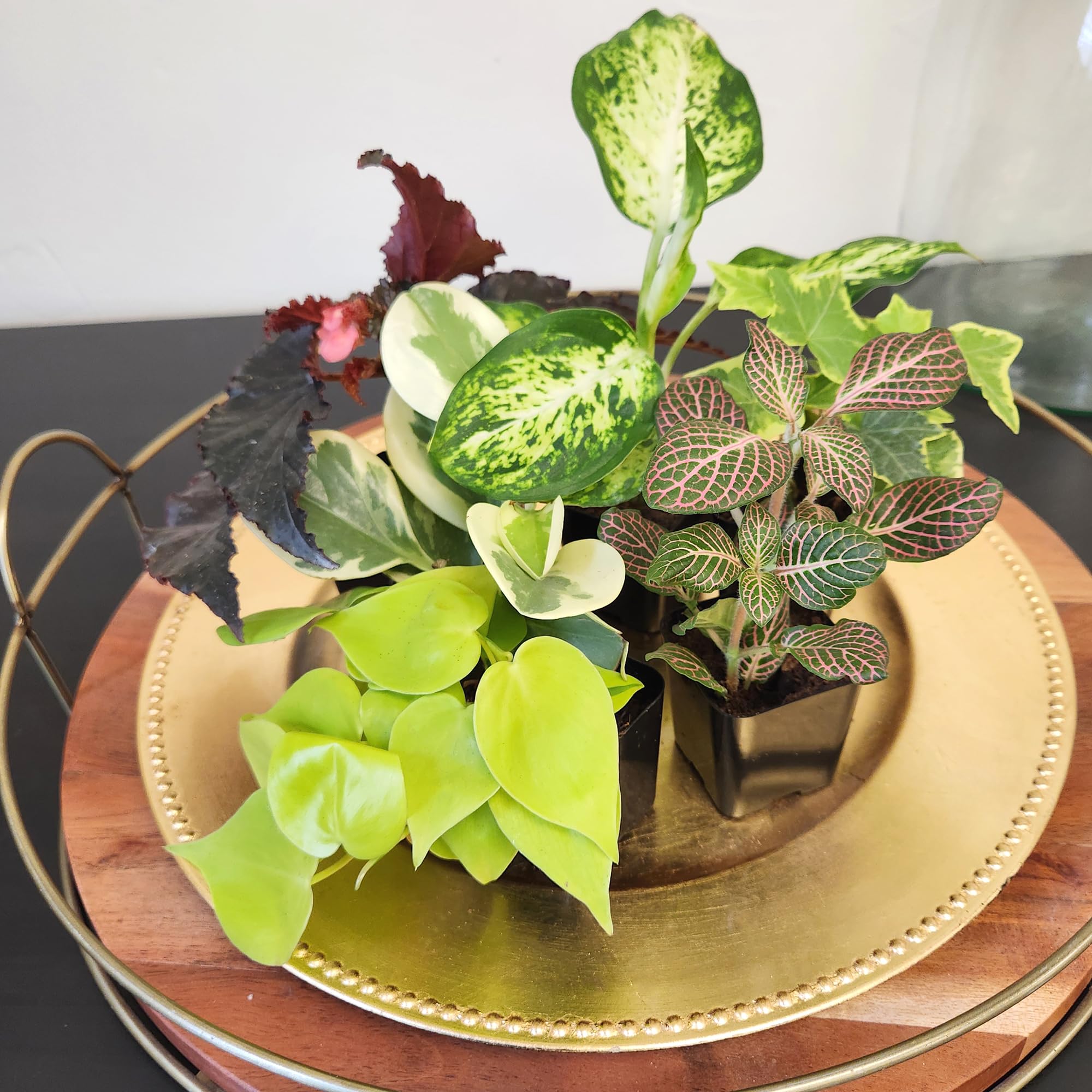 Plants for Pets ambiente lifestyle en salón mostrando integración decorativa