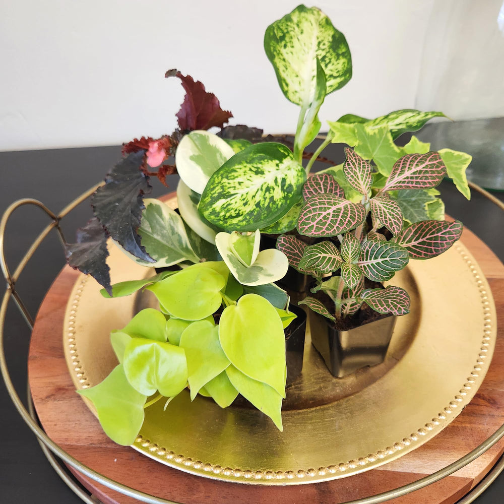Plants for Pets ambiente lifestyle en salón mostrando integración decorativa