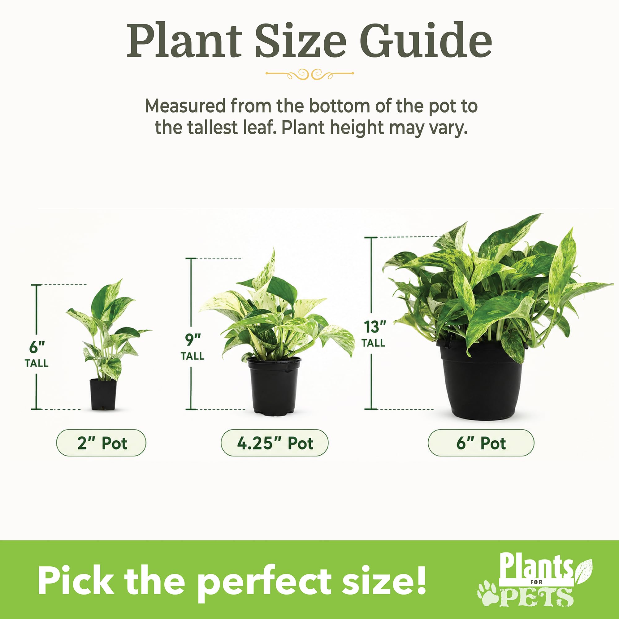 Plants for Pets macetas de 2 pulgadas con plantas enraizadas listas para trasplantar