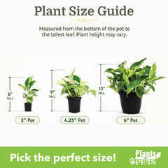 Plants for Pets macetas de 2 pulgadas con plantas enraizadas listas para trasplantar