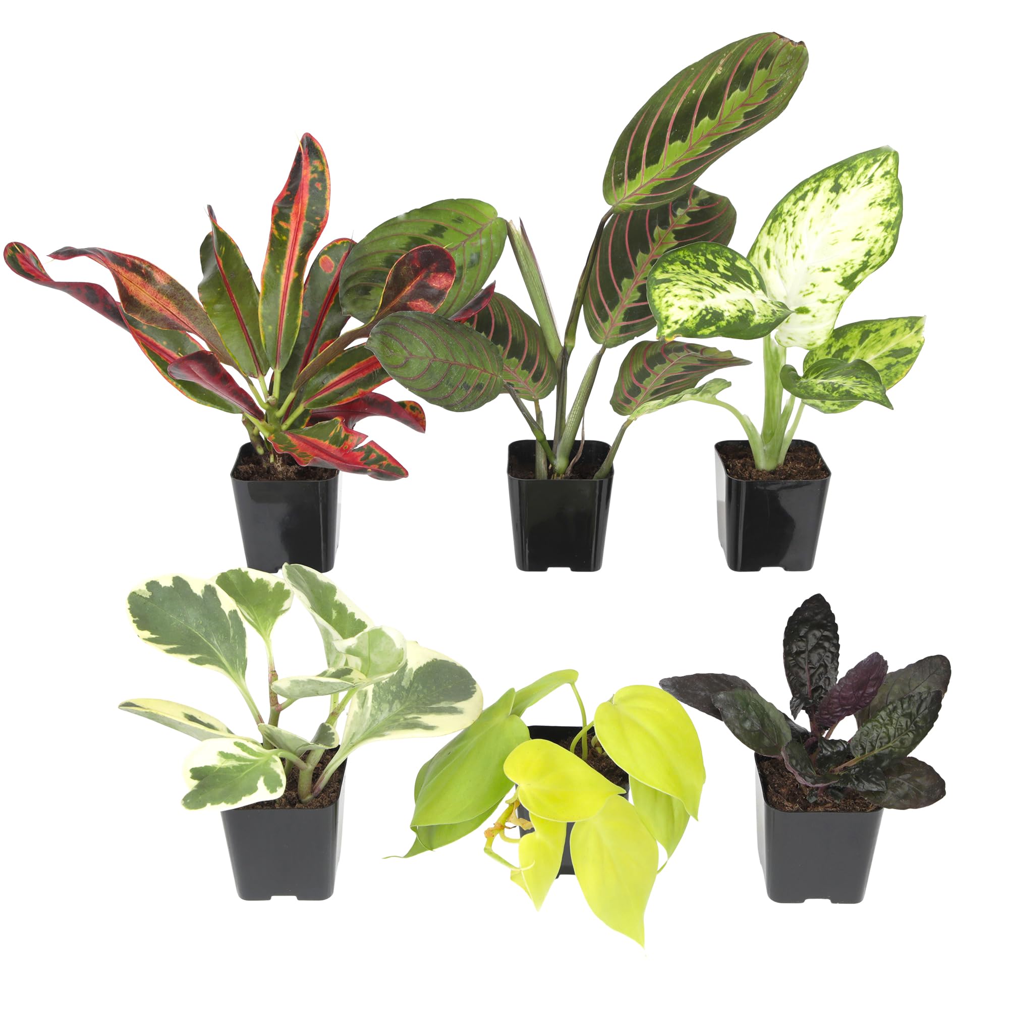 Plants for Pets vista frontal del paquete de seis plantas lista para decorar
