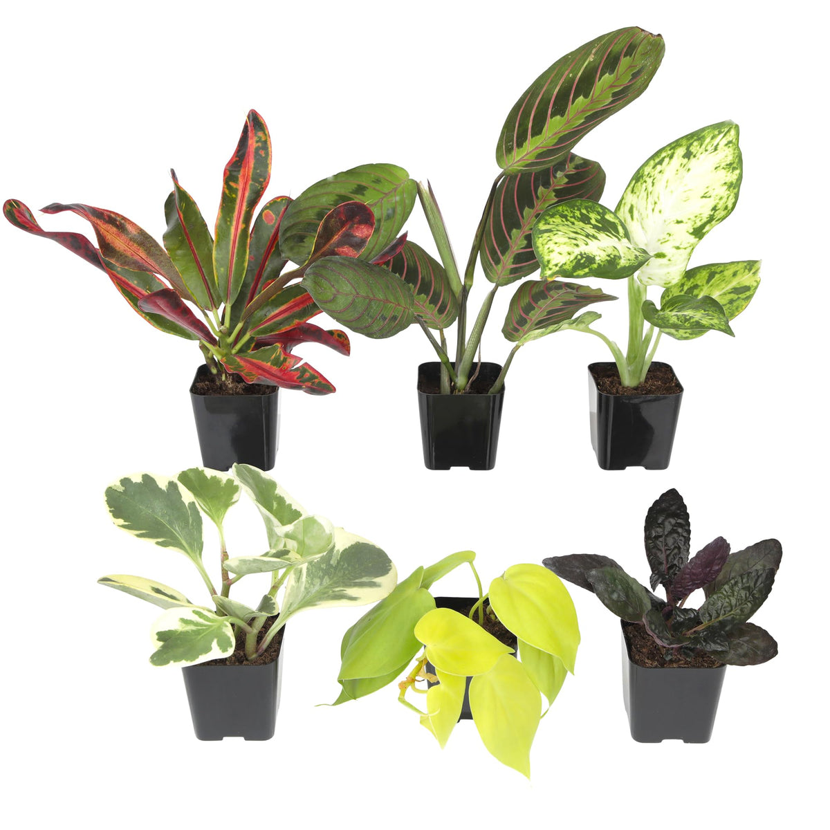 Plants for Pets vista frontal del paquete de seis plantas lista para decorar