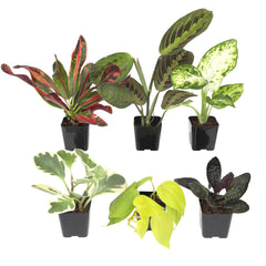 Plants for Pets vista frontal del paquete de seis plantas lista para decorar