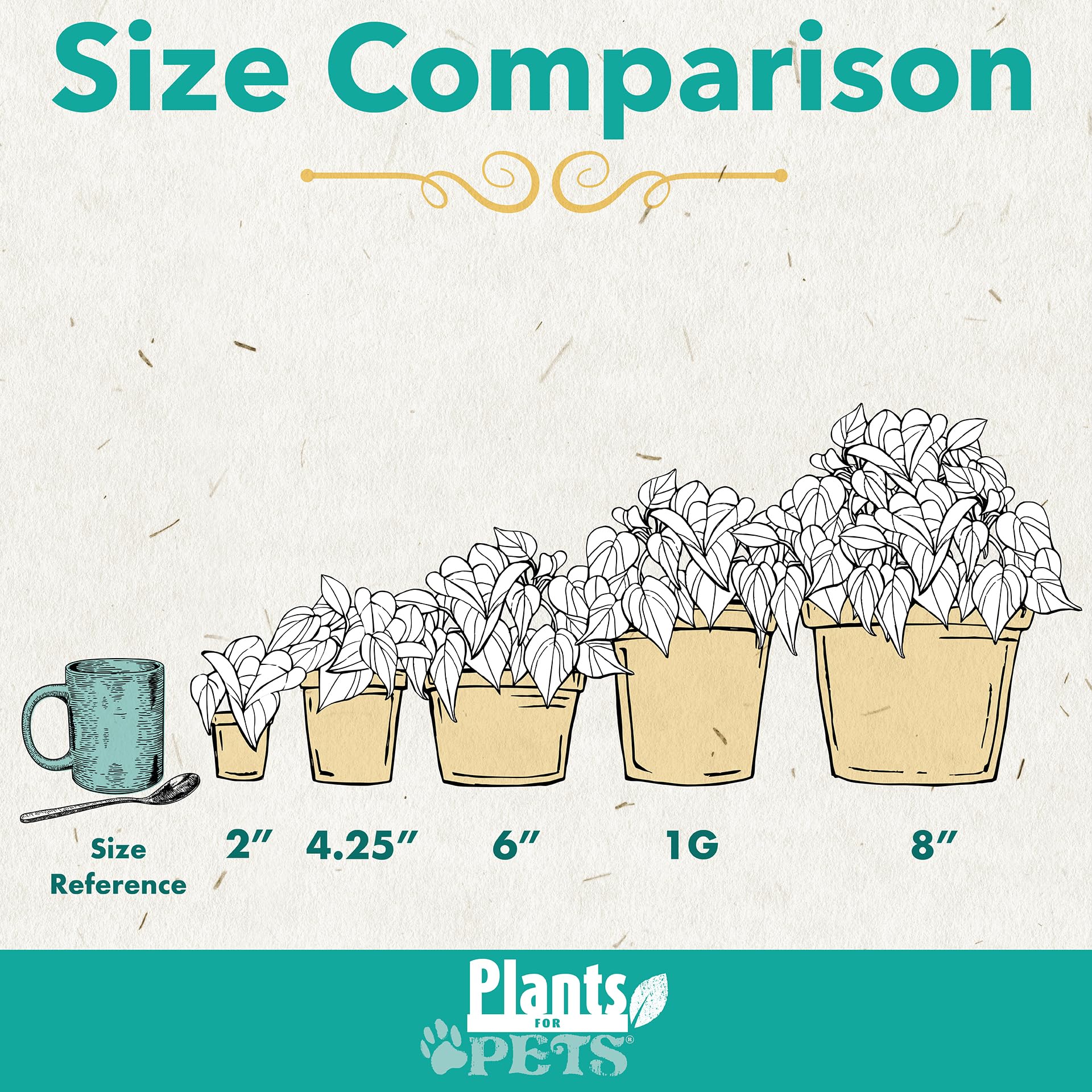 Plants for Pets detalle de hojas variegadas con textura y color