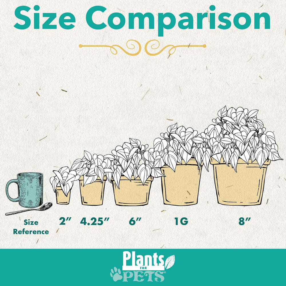 Plants for Pets detalle de hojas variegadas con textura y color