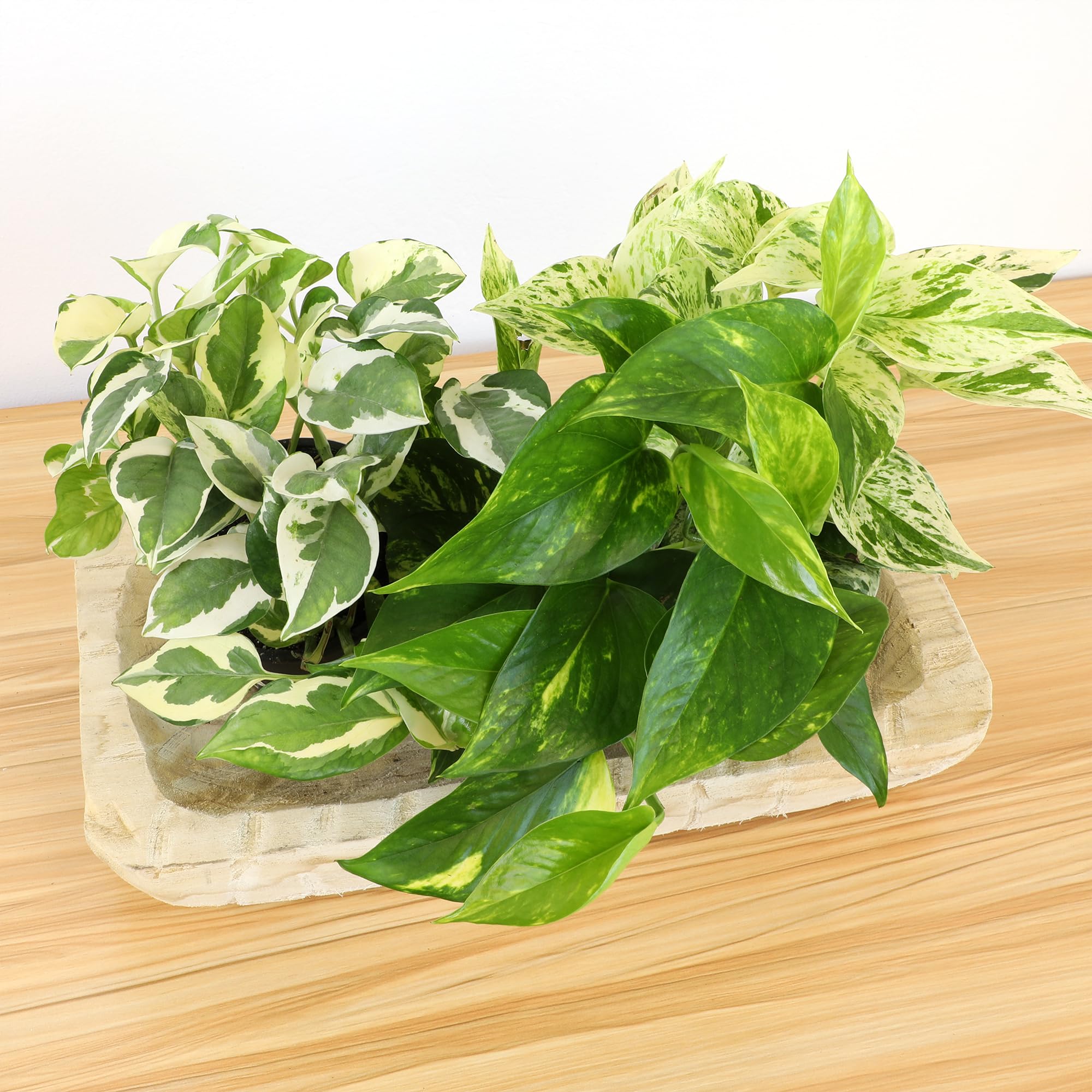 Plants for Pets pothos decorando cocina mejorando estética interior