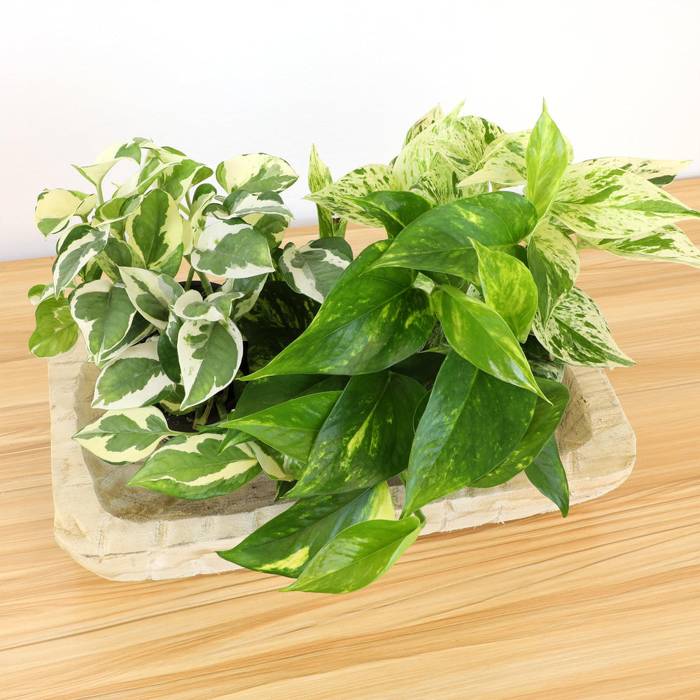 Plants for Pets pothos decorando cocina mejorando estética interior