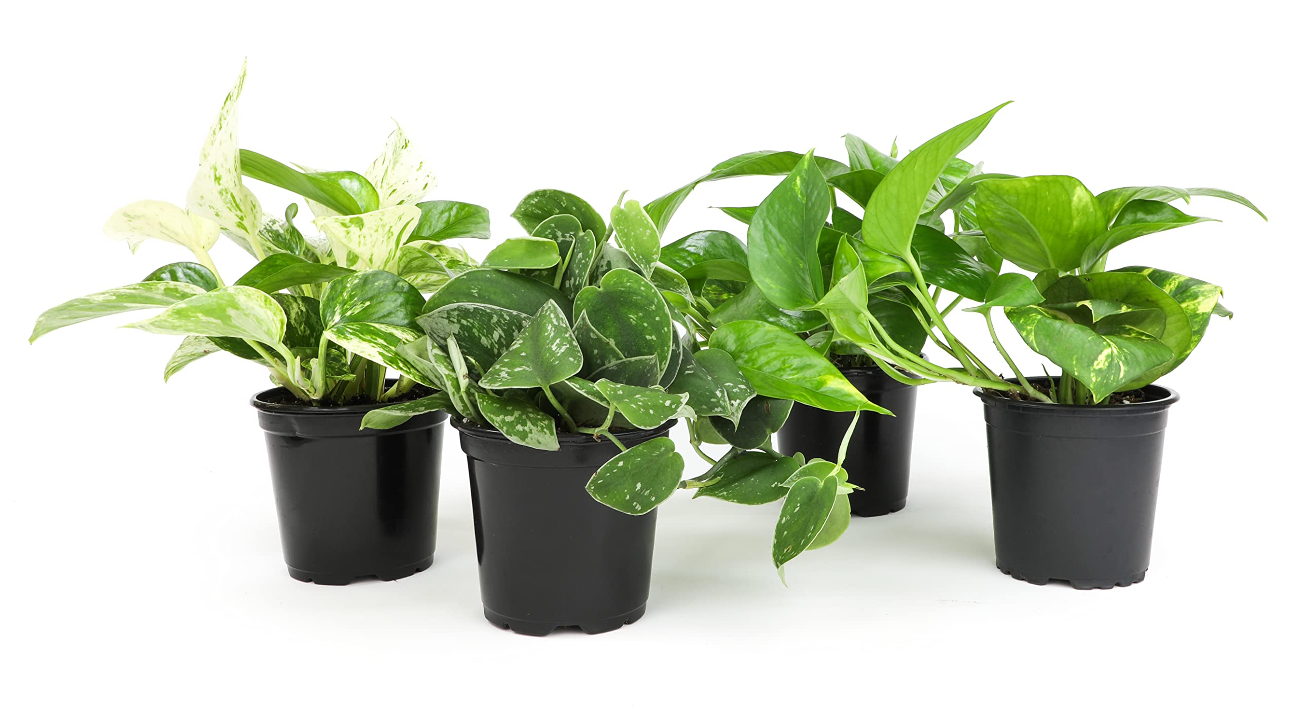 Plants for Pets pothos frontal en maceta mostrando follaje denso