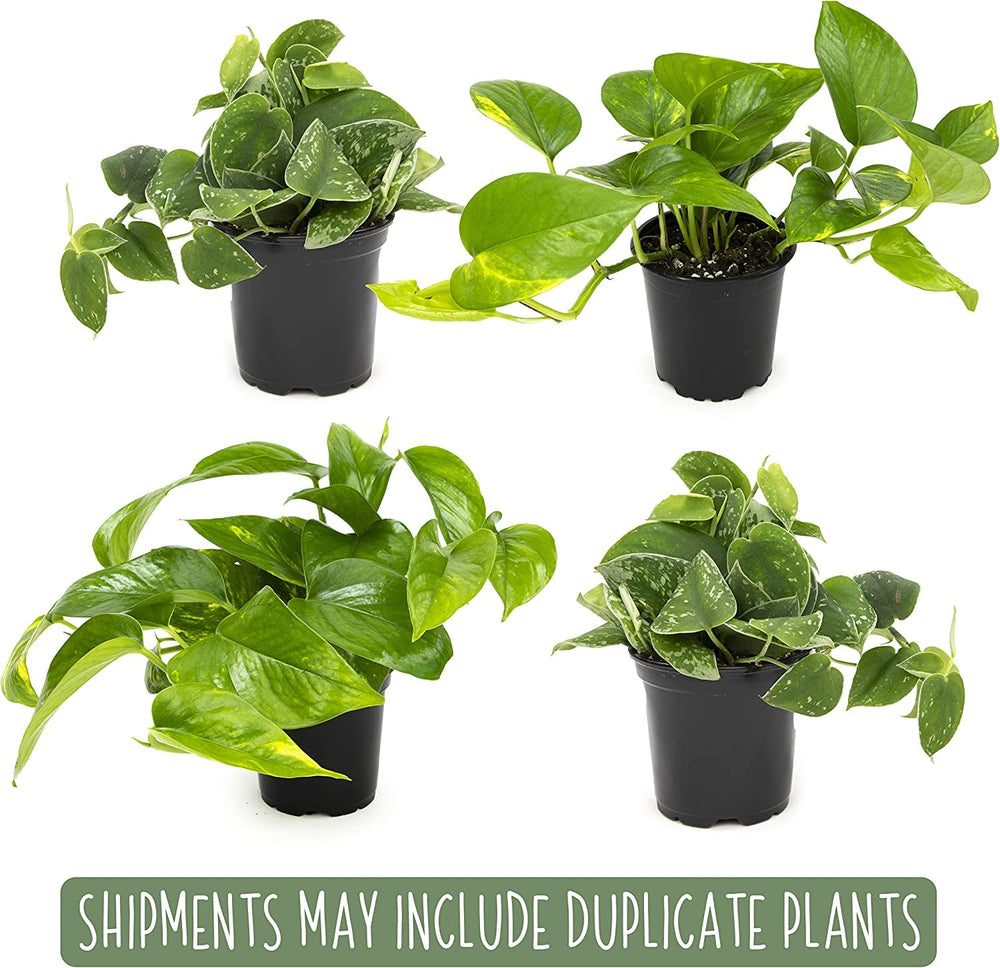 Plants for Pets paquete de cuatro pothos en macetas listas para uso
