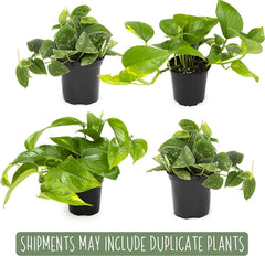 Plants for Pets paquete de cuatro pothos en macetas listas para uso
