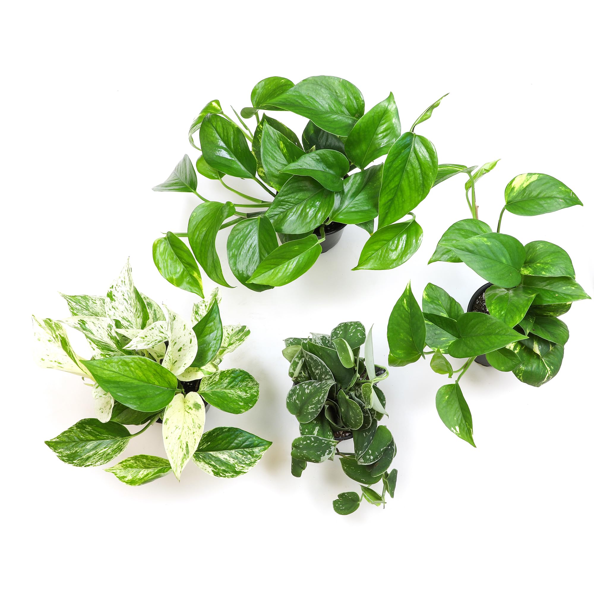 Plants for Pets close-up de tallos y raíces saludables y vigorosas