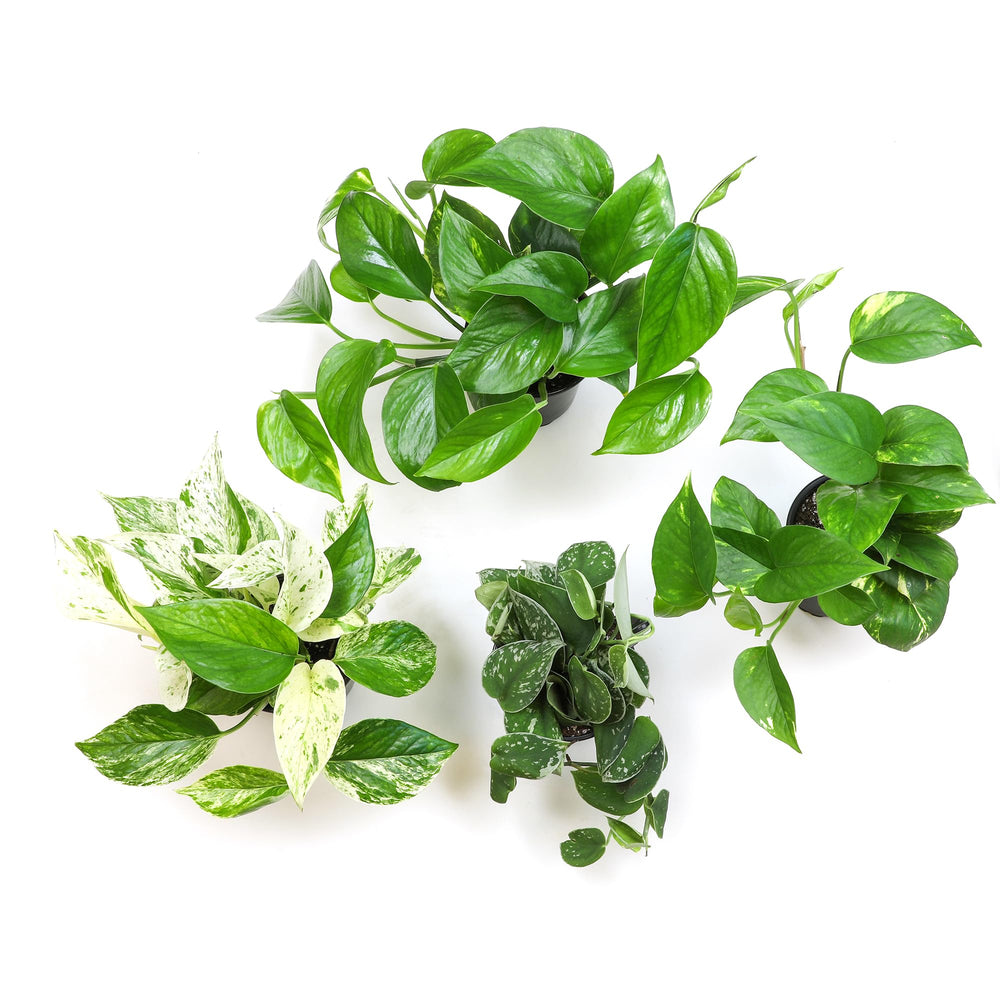 Plants for Pets close-up de tallos y raíces saludables y vigorosas