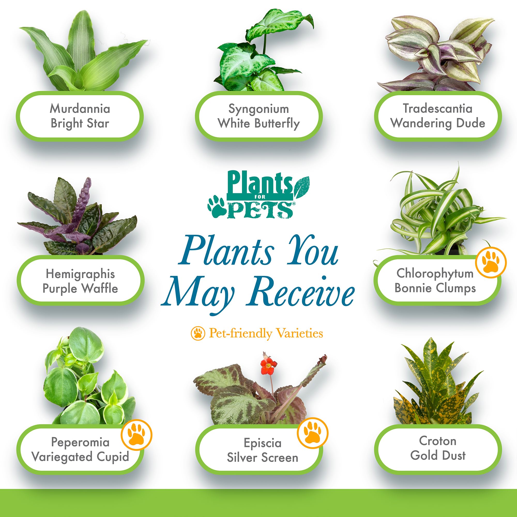Plants for Pets demostración de trasplante sencillo a maceta decorativa más grande