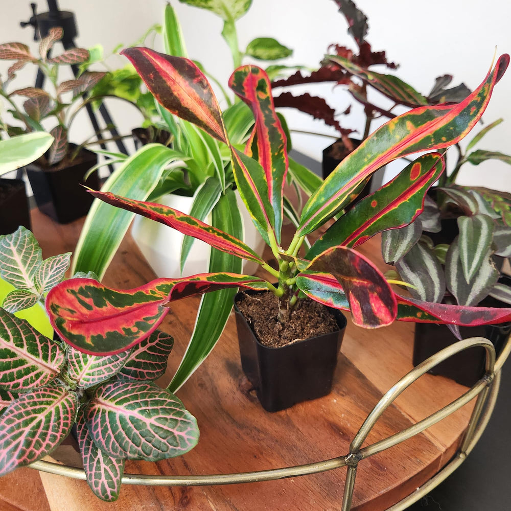 Plants for Pets mezcla de variedades y colores que realzan cualquier espacio interior