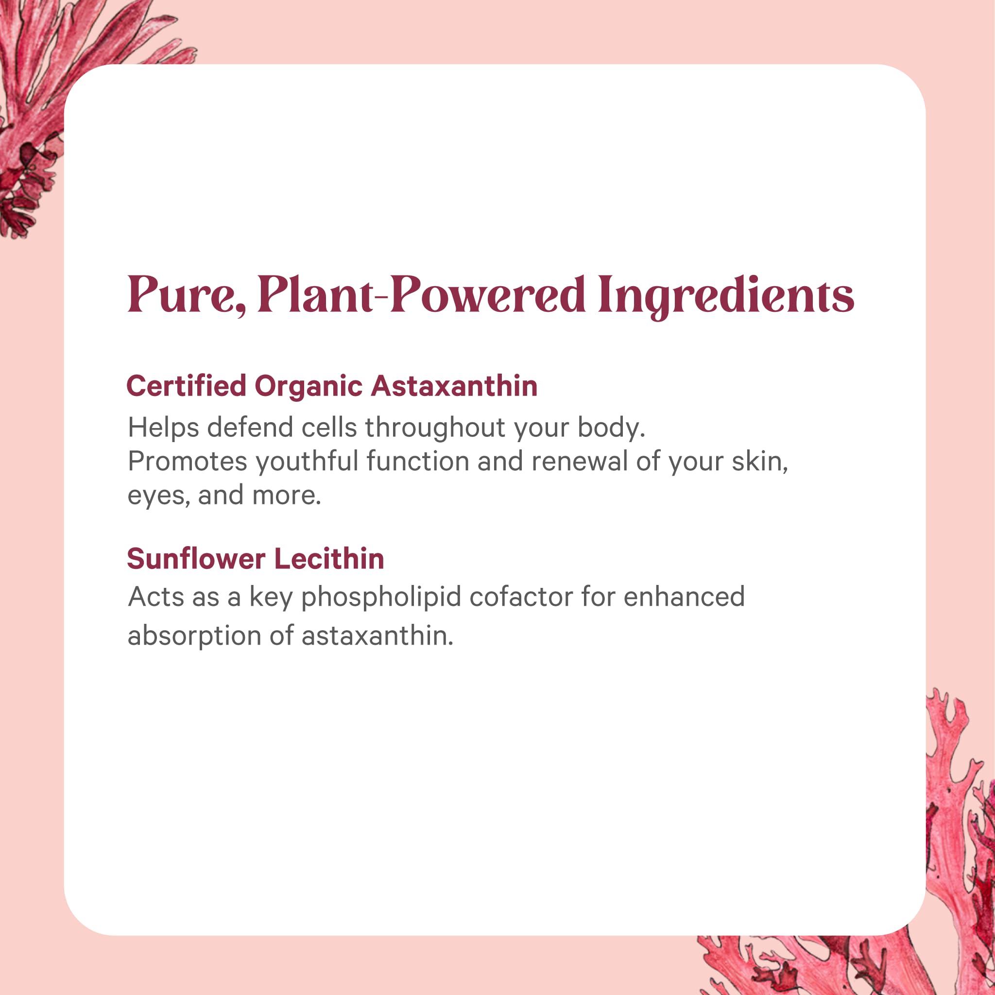 PURE SYNERGY cultivo de algas en envase de vidrio que muestra pureza