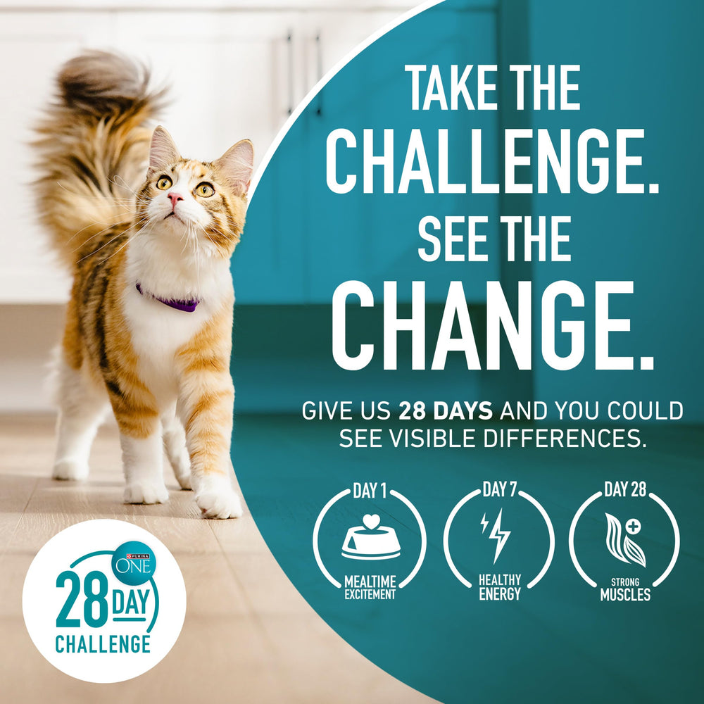 Purina ONE ambientación en hogar con gato en interior, vida cómoda