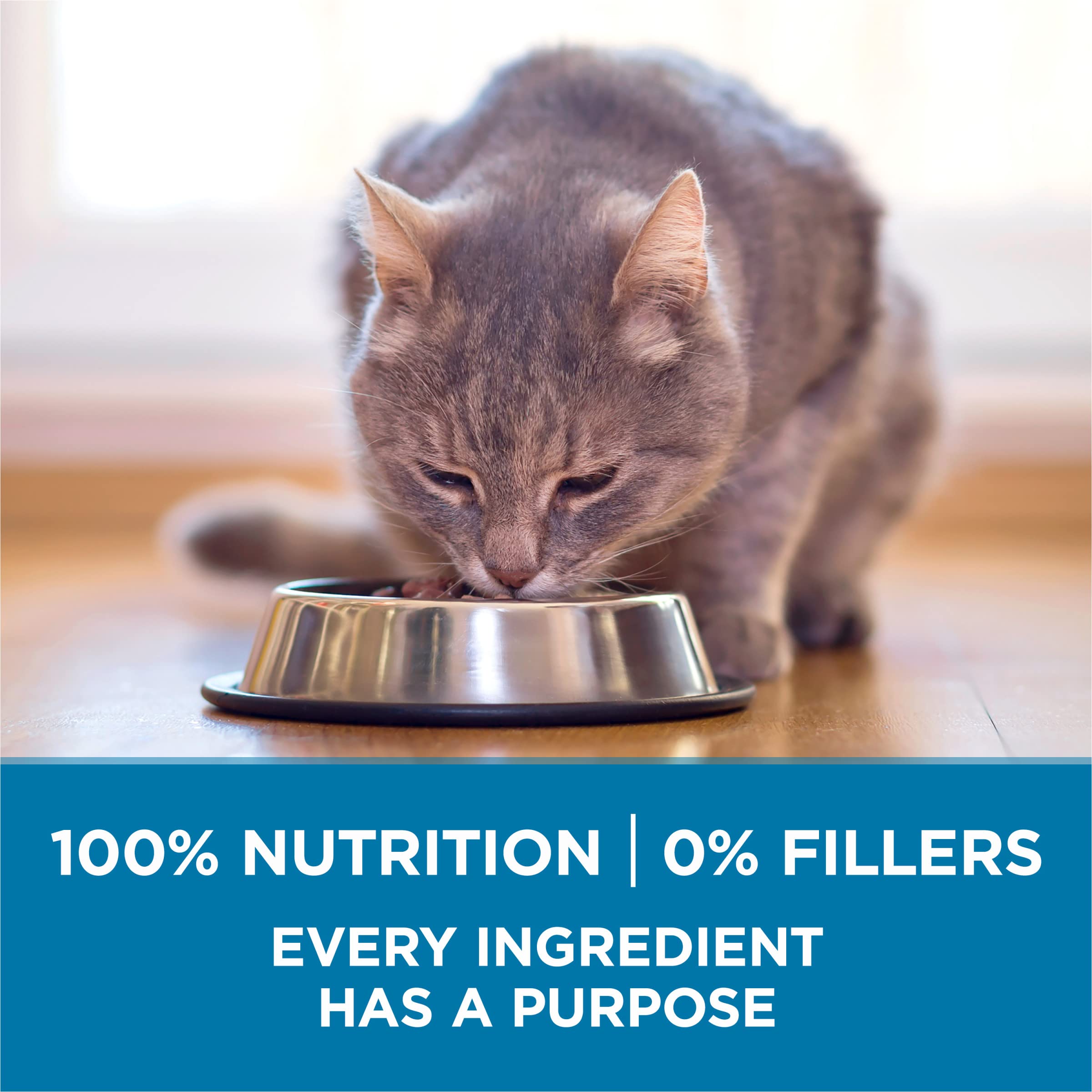 Purina ONE gato mayor comiendo, apoyo digestivo y apetito asegurado