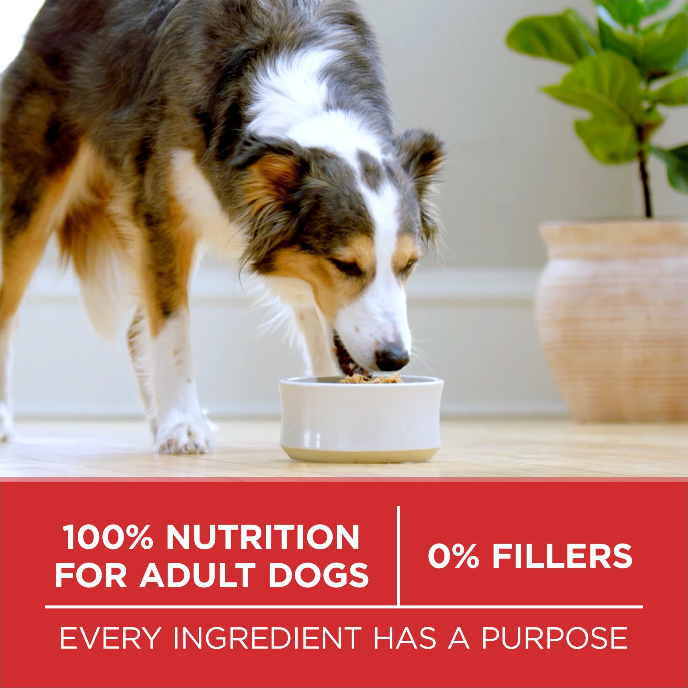 Purina ONE ingredientes: carne de res real para alto contenido proteico
