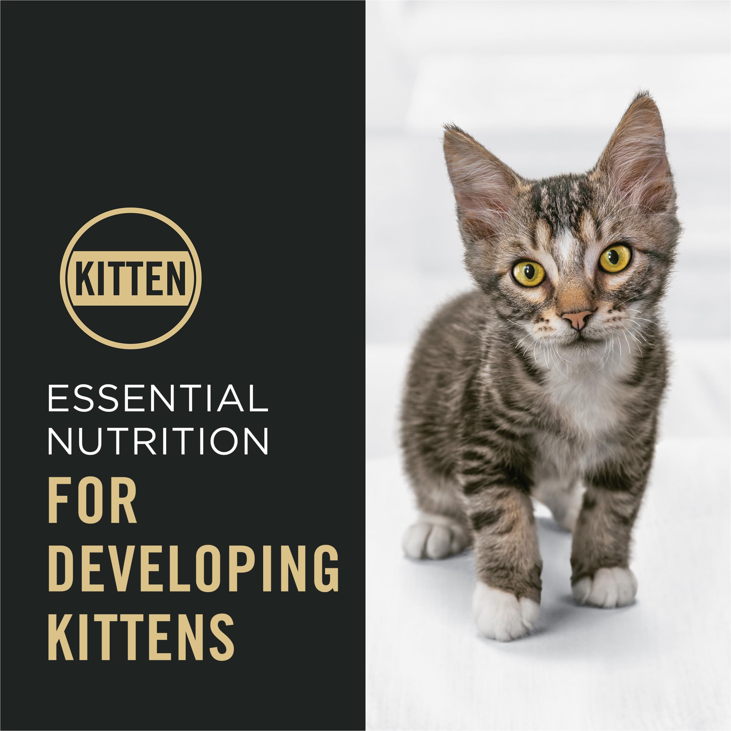 Purina Pro Plan bol servido con kibble y trozos para aceptación rápida