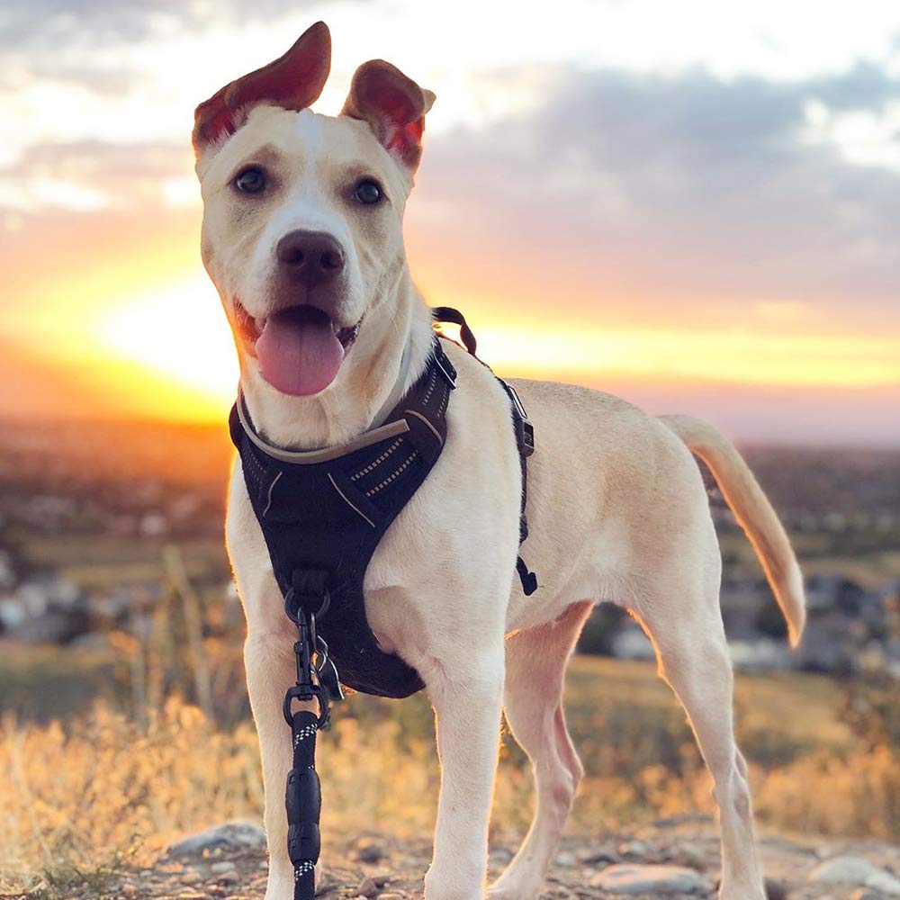 rabbitgoo comparación de tamaño del arnés sobre perro grande