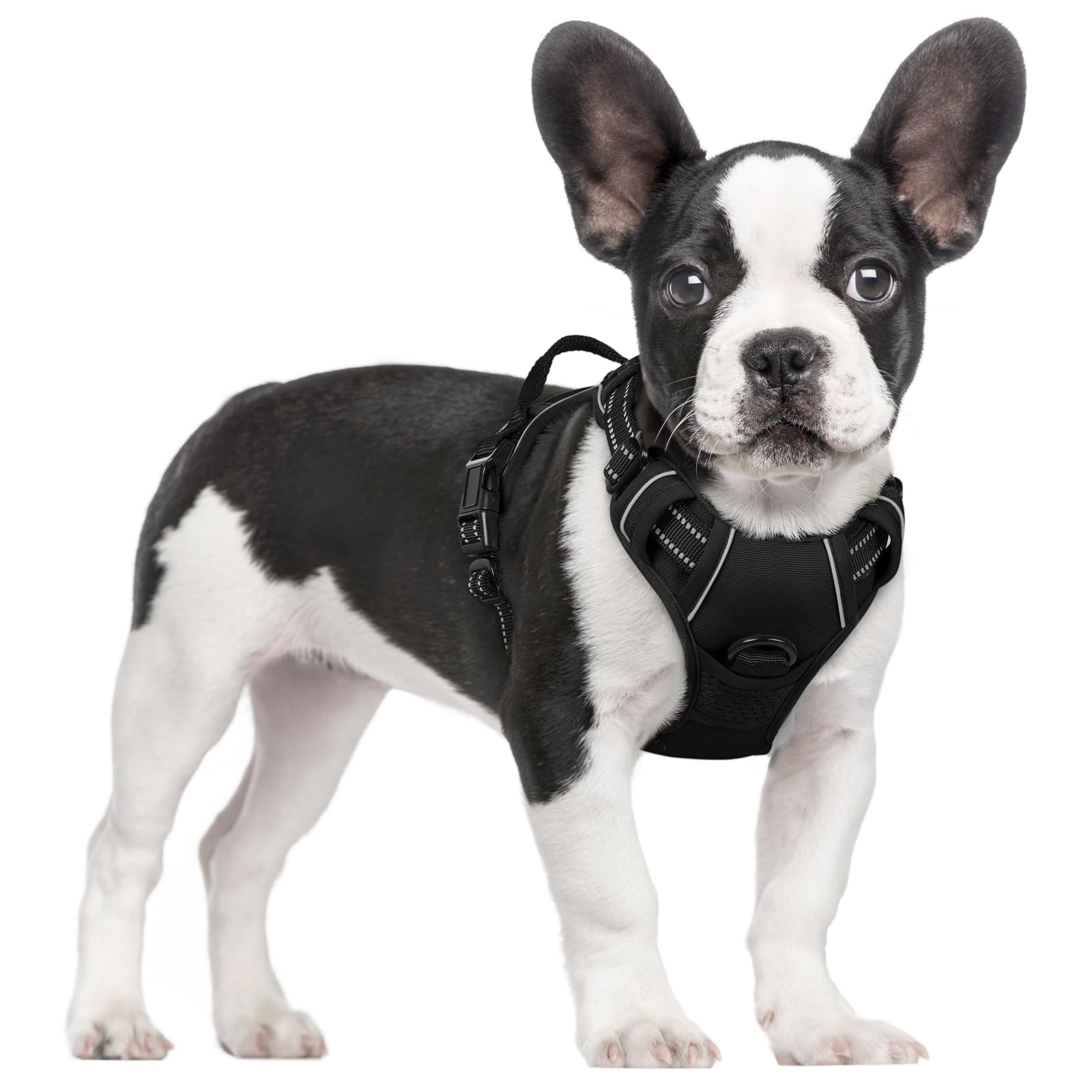 rabbitgoo front view harness showing form and secure fit for safer walks